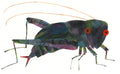 Postcard-Cricket