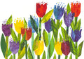 Postcard-Tulips