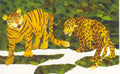 Postcard-Wild Cats