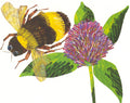 Postcard-Bee & Clover