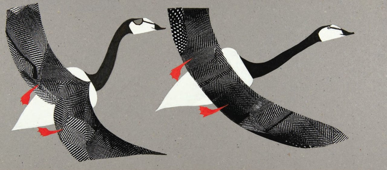 Postcard-Mello Geese