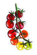 Tomato Vine Sticker