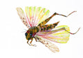 Locust Autographed Limited Edition Print